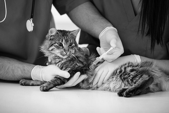 cat booster vaccine