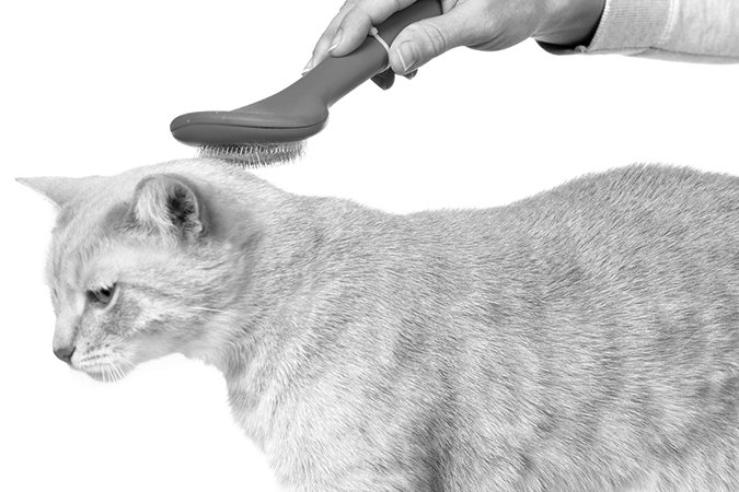 brushing a cat