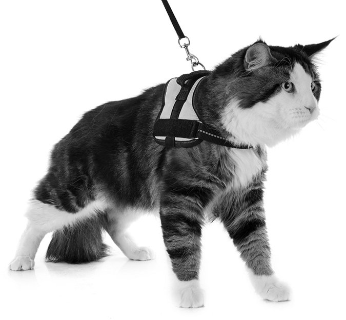 cat harness