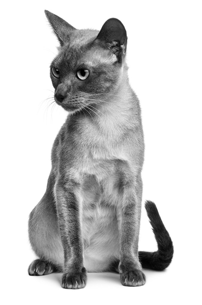 Tonkinese cat