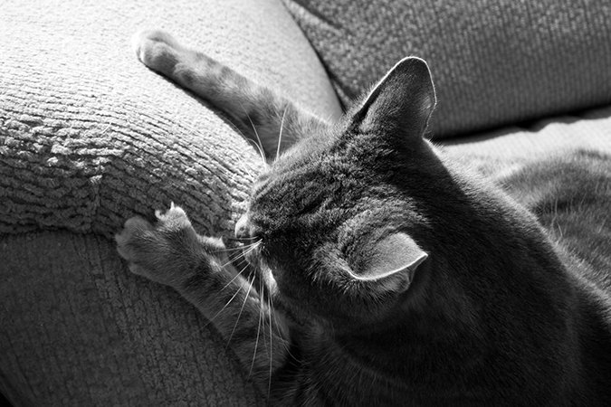cat scratching sofa