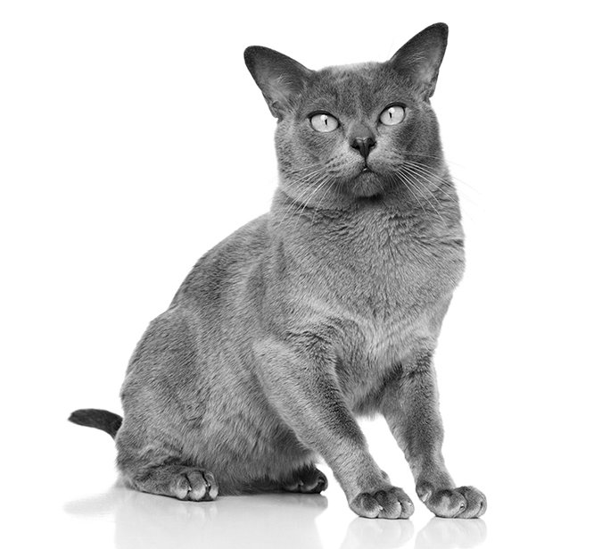 Burmese cat