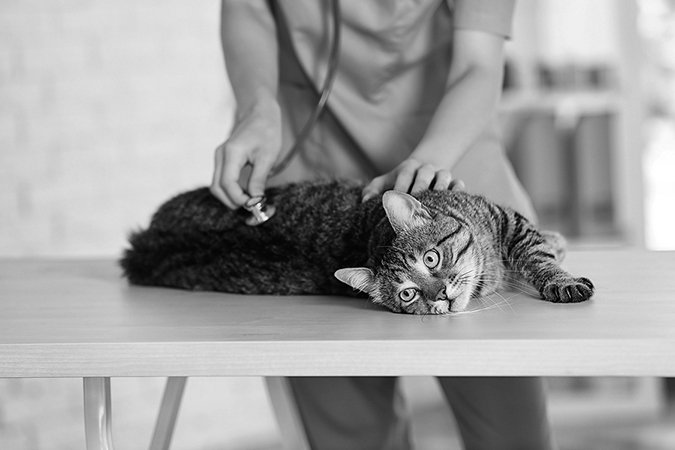 cat vet exam