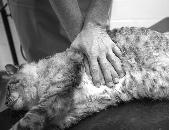 Cpr Saves Lives When Minutes Count Catwatch Newsletter