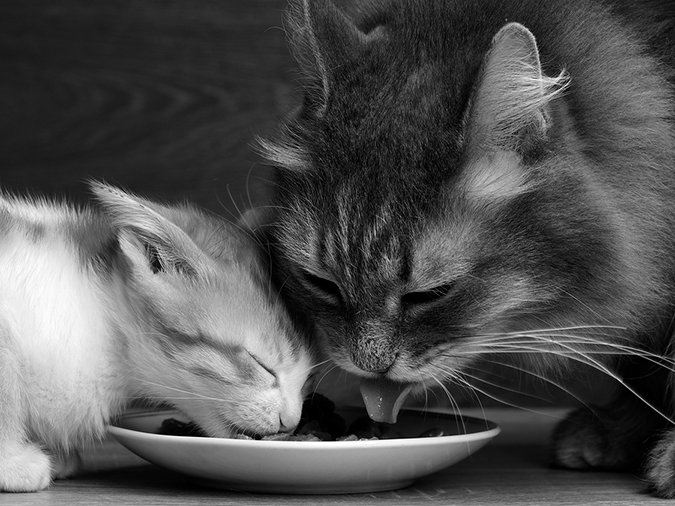 cats share food bowl