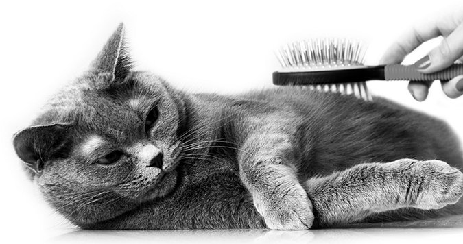 brushing a cat