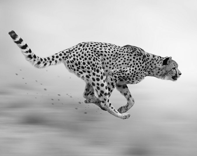 cheetah running