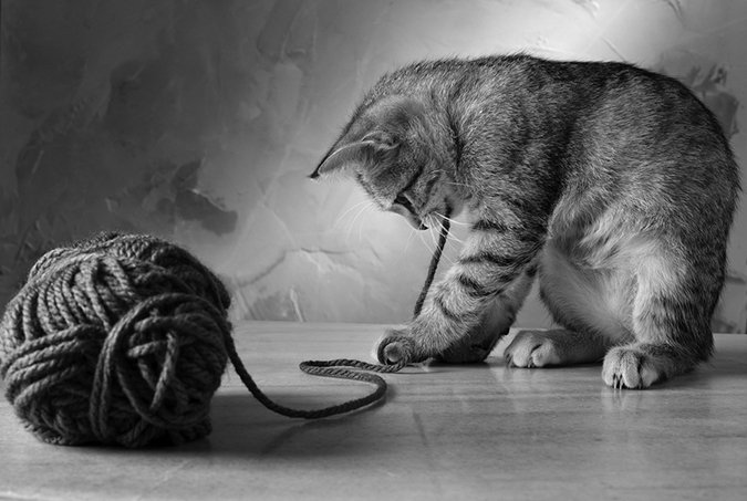 cat with yarn ball