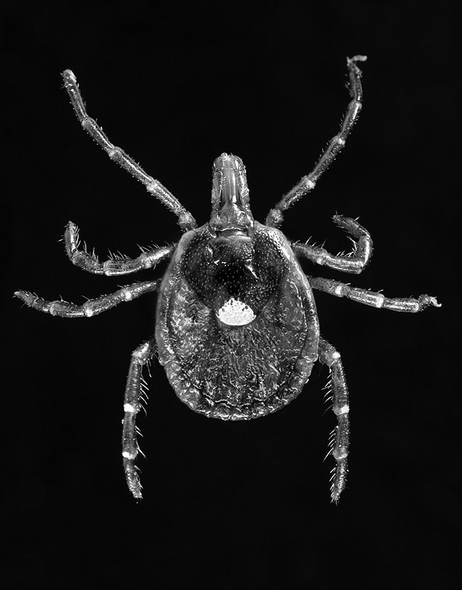 american dog tick