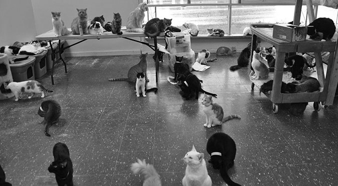 ASPCA cat sanctuary