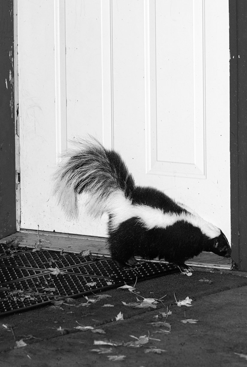 Remove Skunk Odor