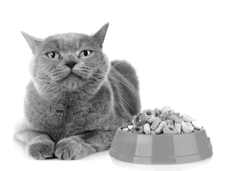 Study Finds Higher Risk of Diabetes in Dry Food