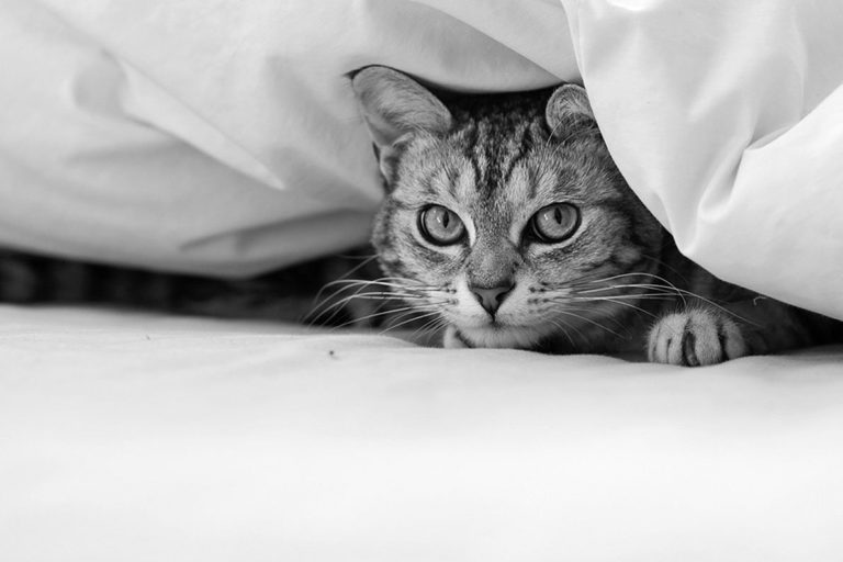 Cats Are Predators But Also Prey