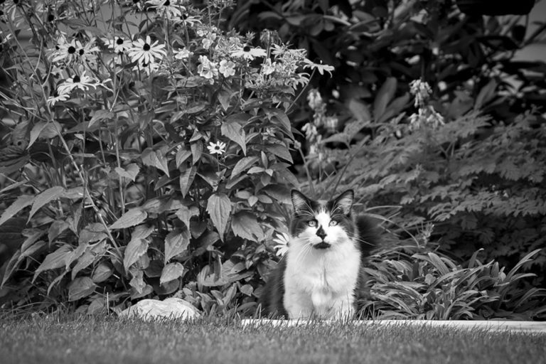 Cats Are More Likely to Have Hot Zones