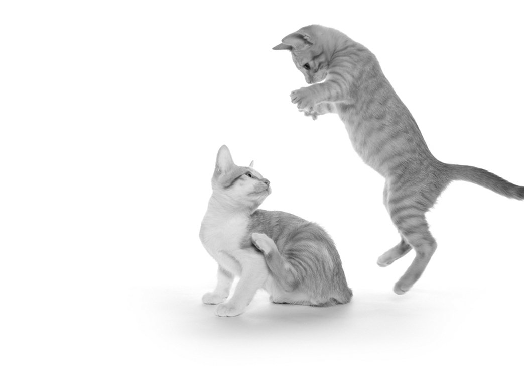 cats amputation of front legs clipart