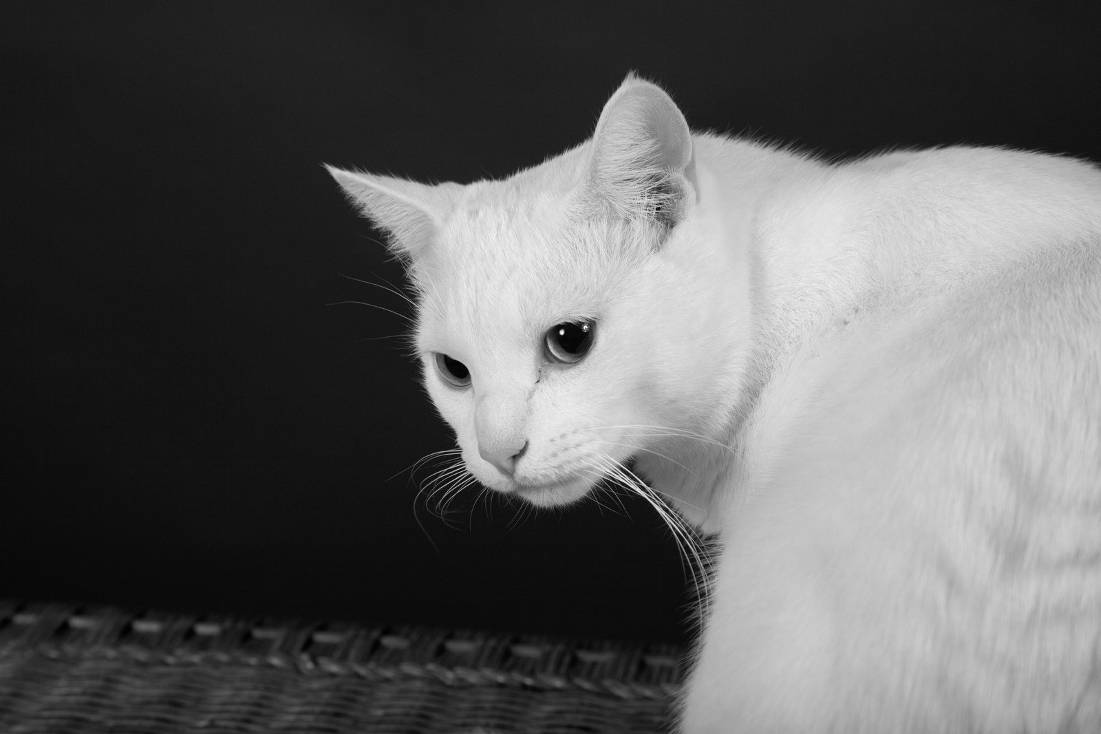 white cat close up