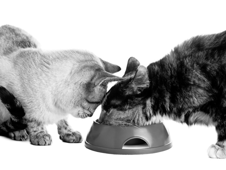 How to Handle a Finicky Eater
