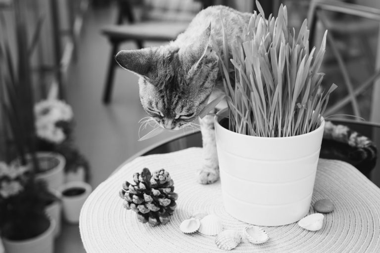 Hairballs are Normal for Cats