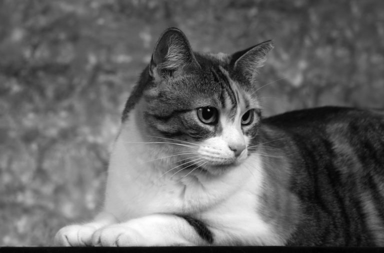 Lilies are Dangerous  Indoor Cats are Especially Vulnerable