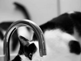 Feline Lower Urinary Tract Disease