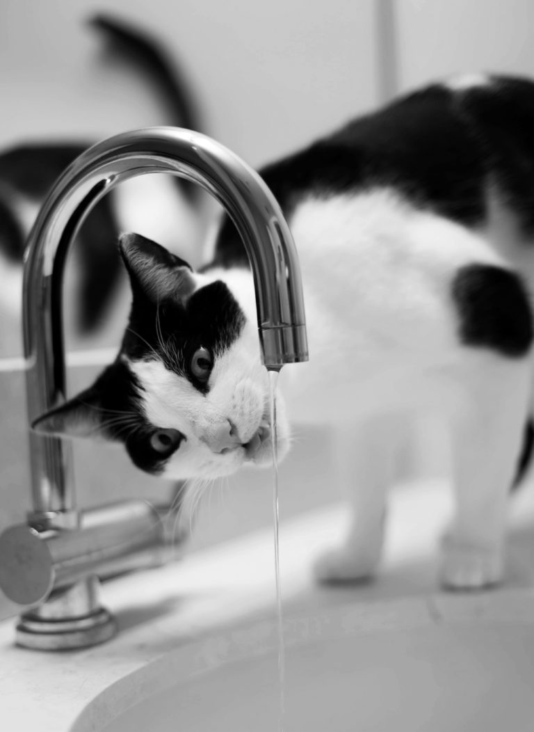 Feline Lower Urinary Tract Disease