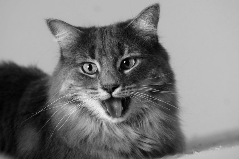 Panting in Cats