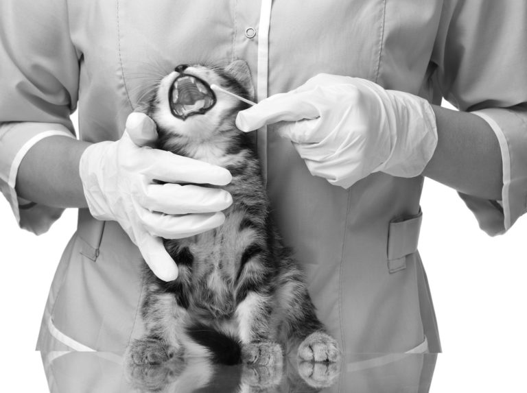 Take Charge of Your Cats Dental Health