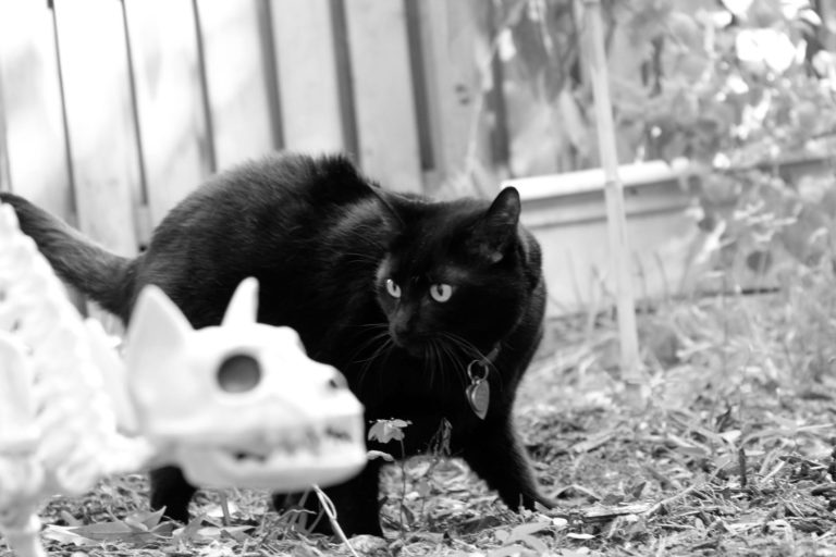 Keep Your Cat Safe on Halloween