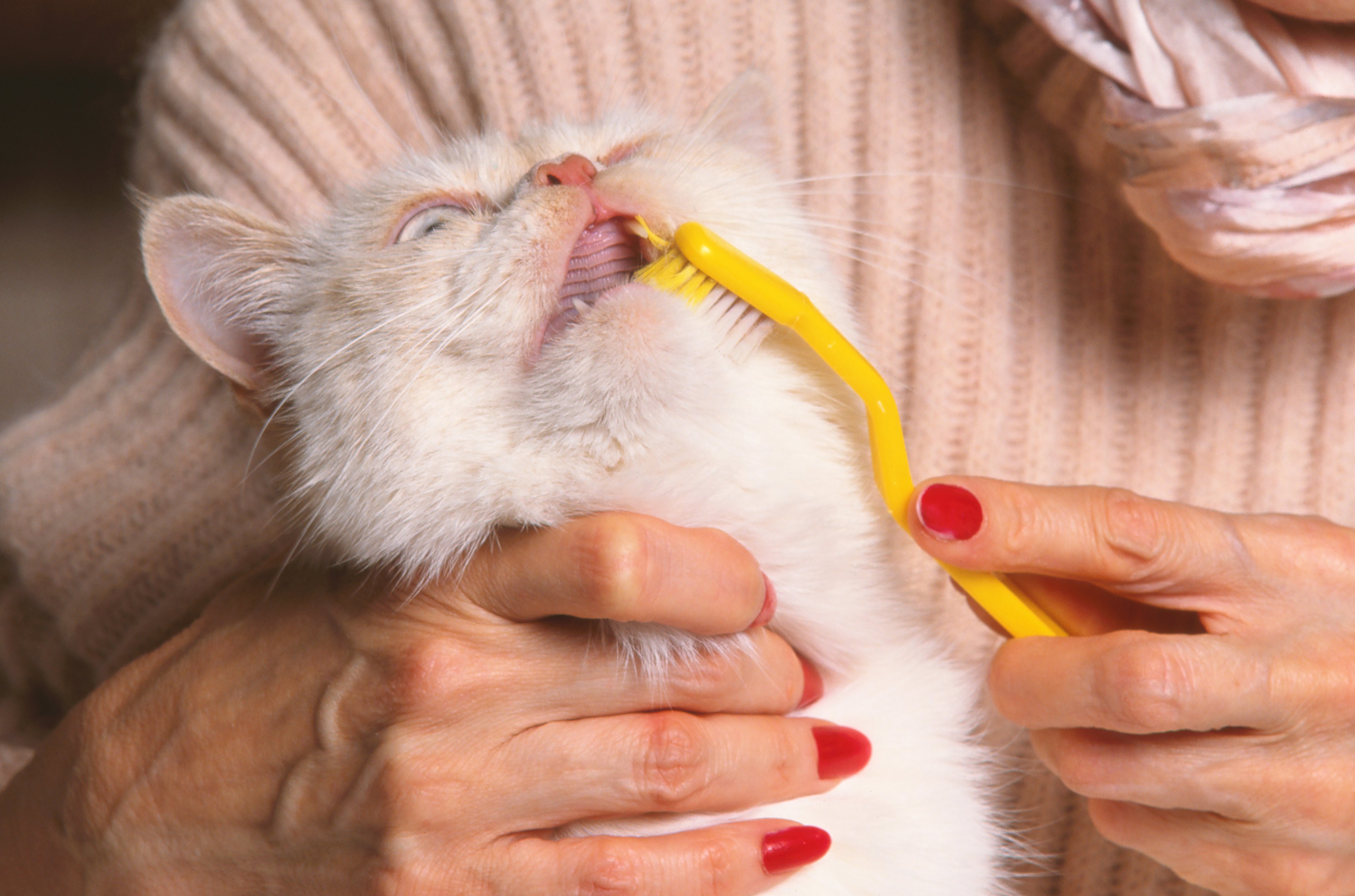 kitten bad breath treatment