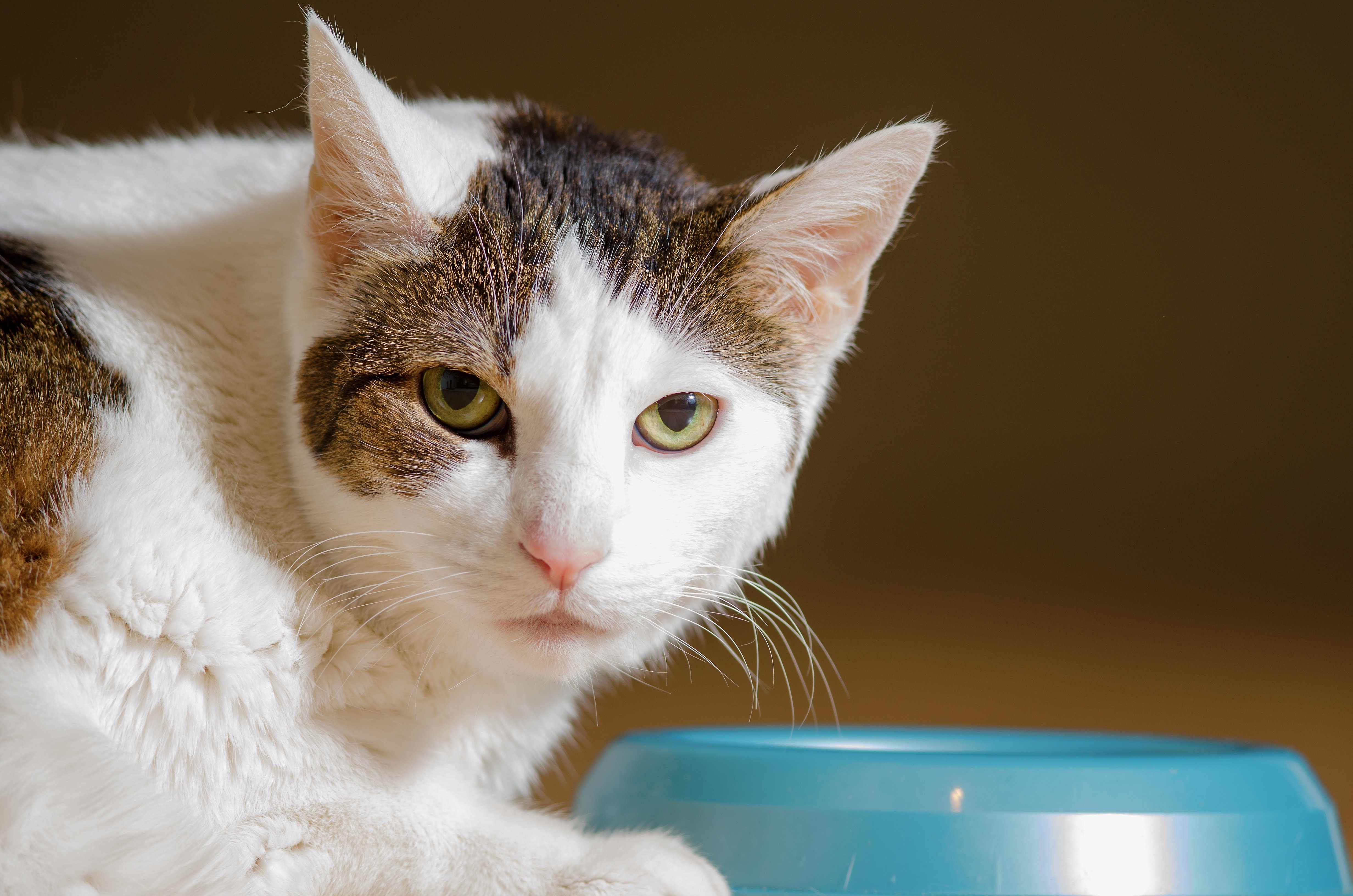 Cat bowl