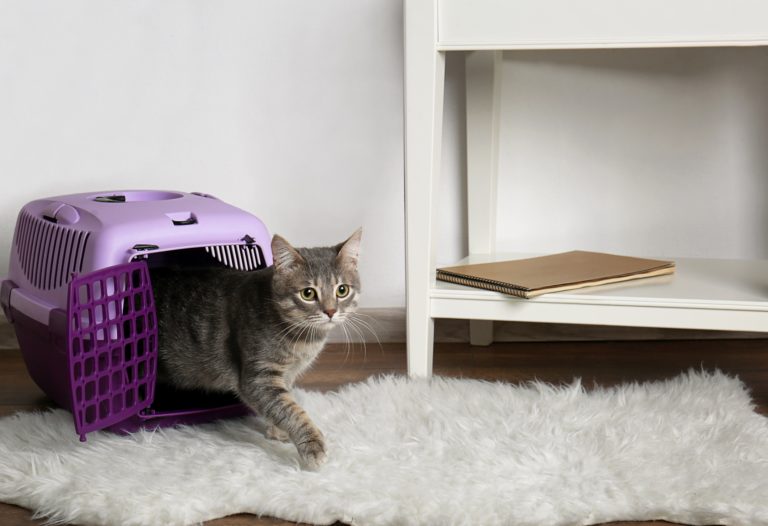 Teach Your Cat to Like Her Carrier