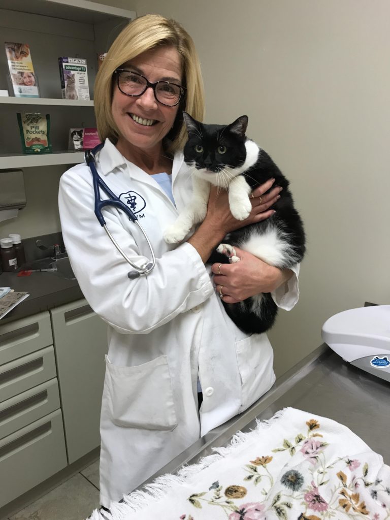 Fat Cats: Obesity Isnt Fun or Healthy