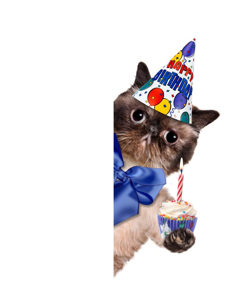 How Old Is a Cat in Human Years?