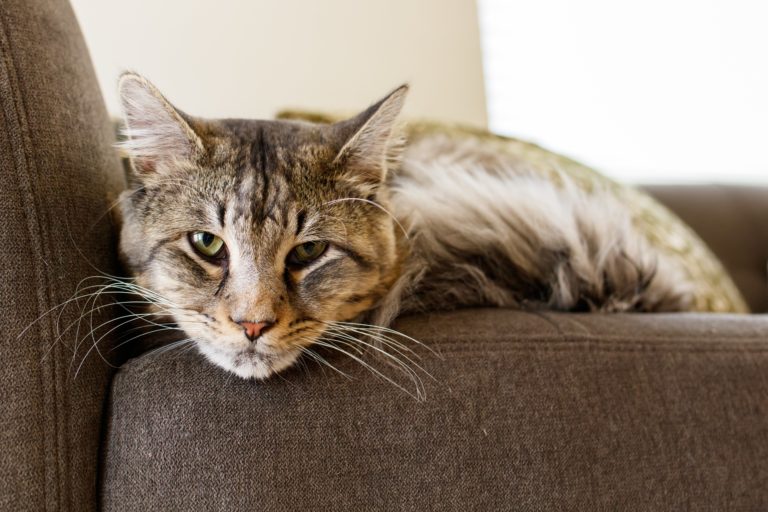 Heart Disease in Your Cat