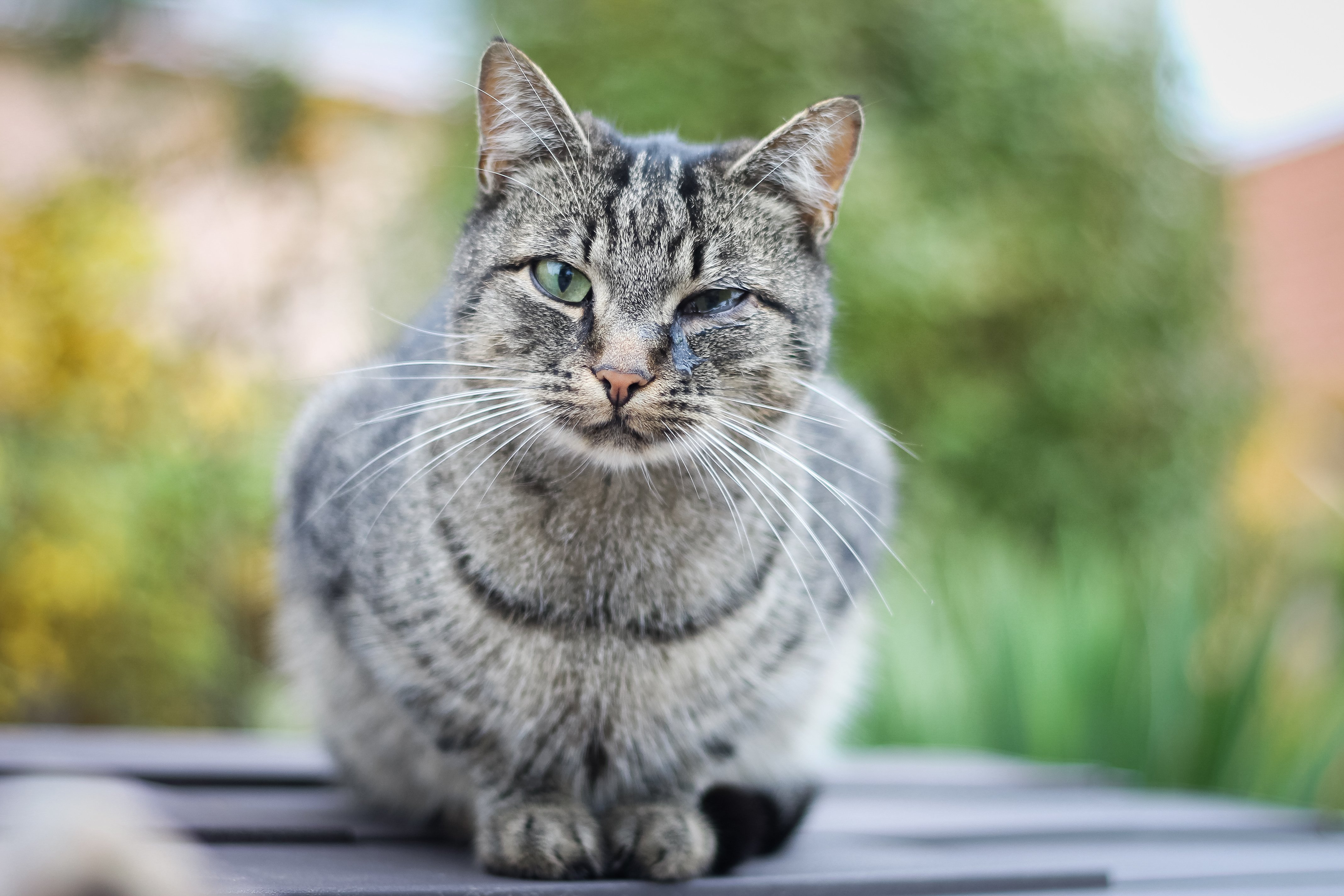 what-to-do-if-my-cat-is-sneezing-and-has-watery-eyes-cat-meme-stock