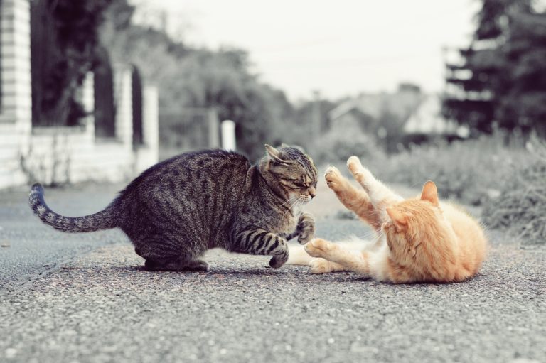 5 Things to Know About Cat Fights