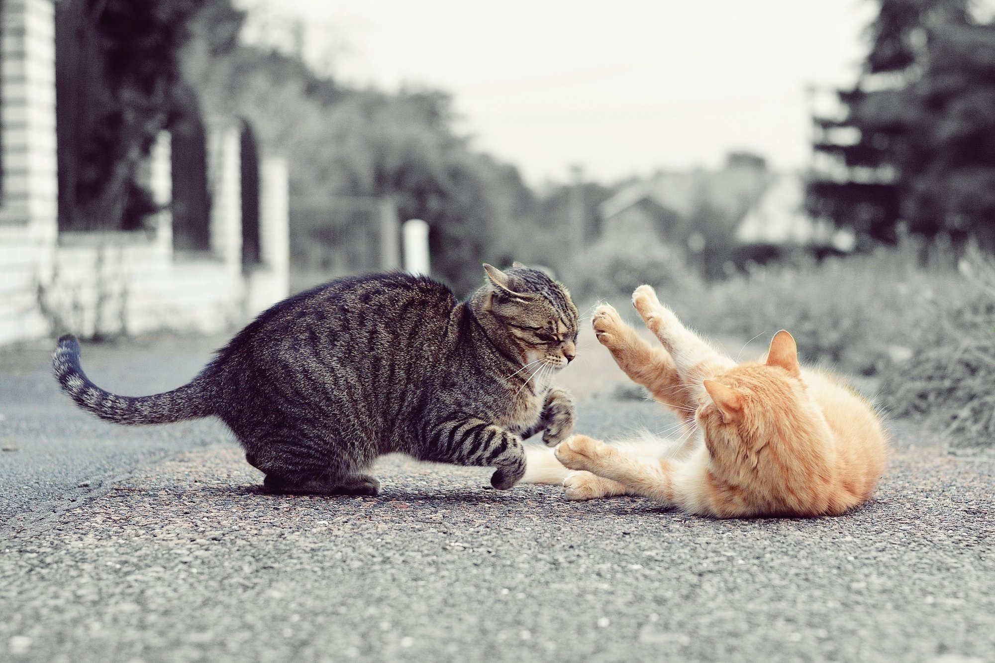5 Things to Know About Cat Fights - Catwatch Newsletter