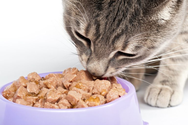Pet-Food Environmental Impact