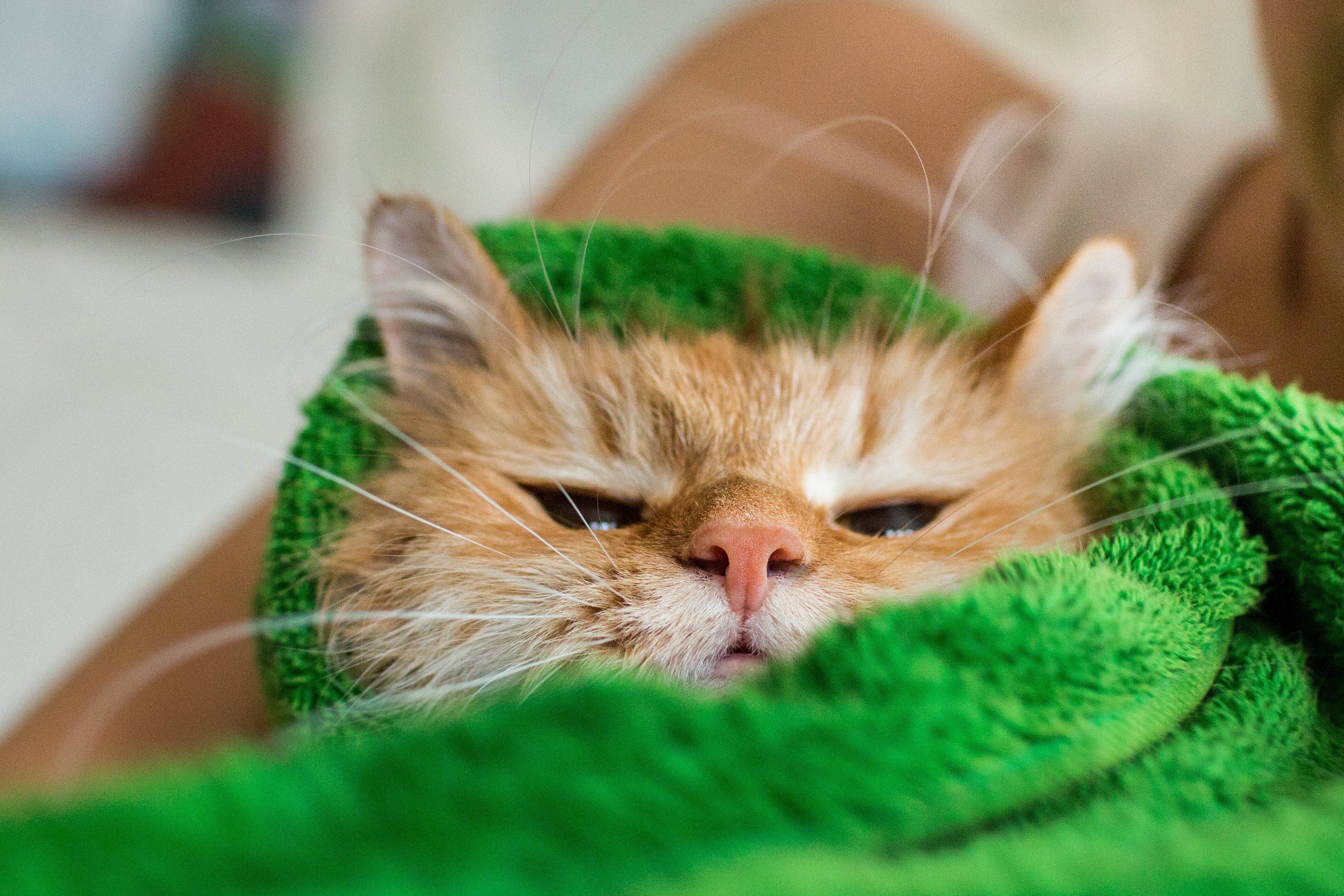 cat in a towel