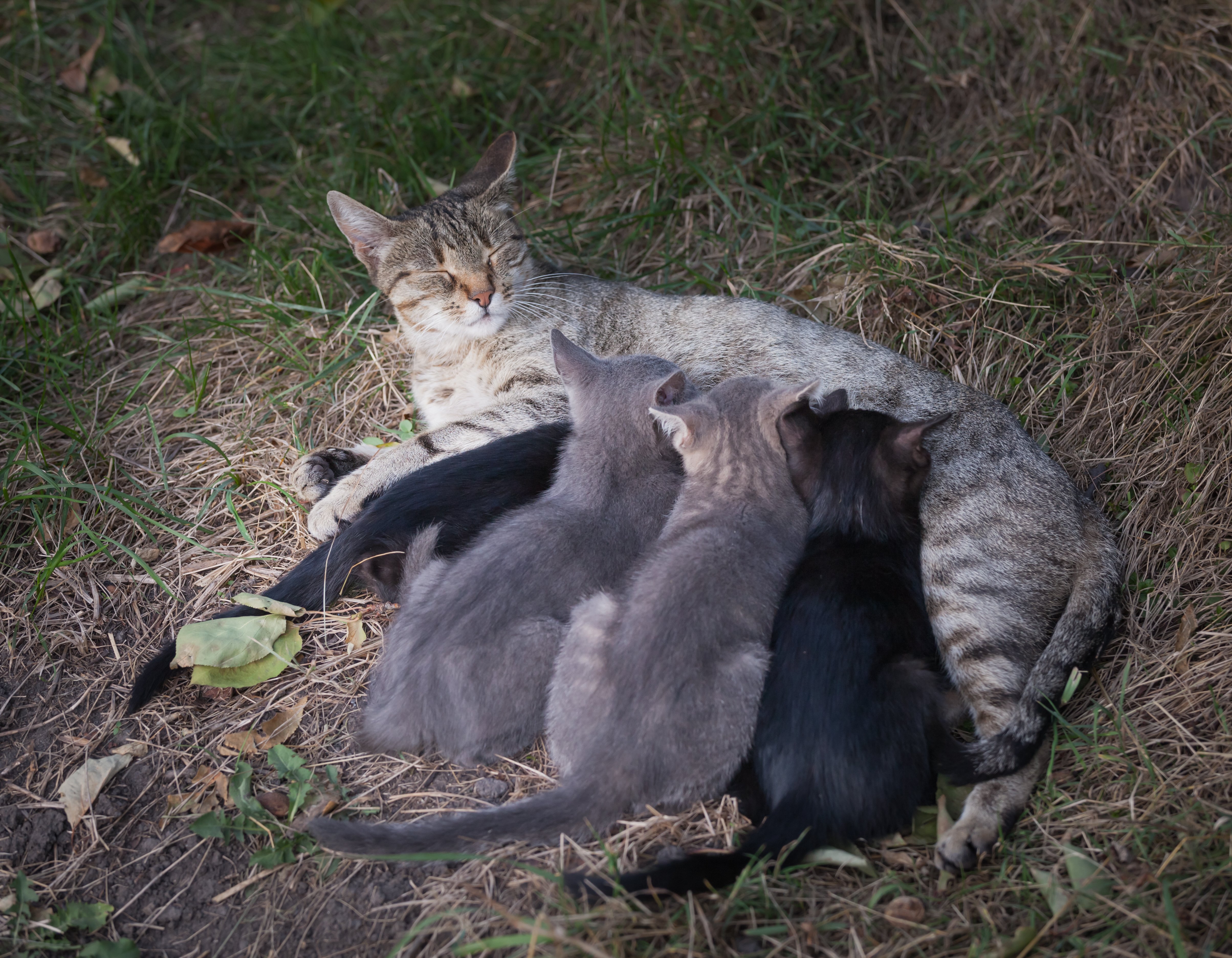 Nursing kittens 