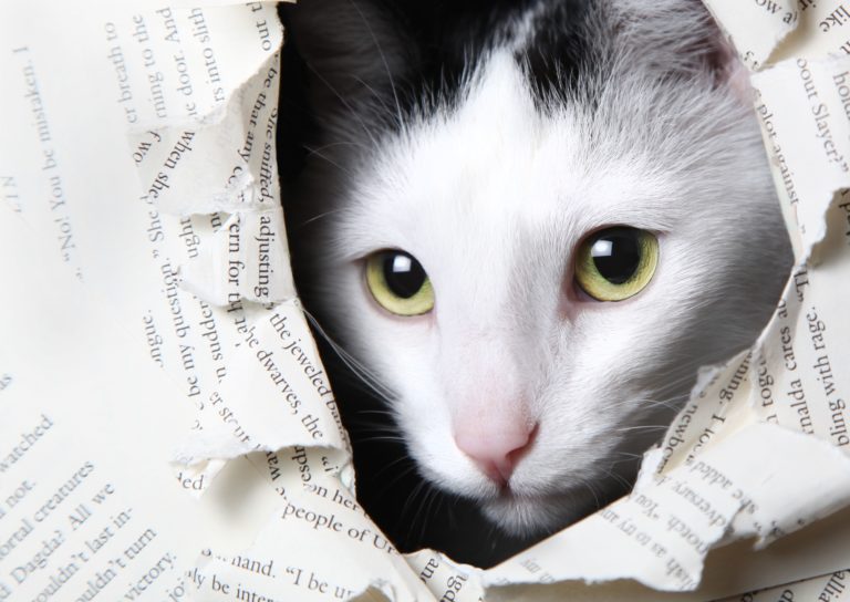 My Ragdoll Snacks on Paper