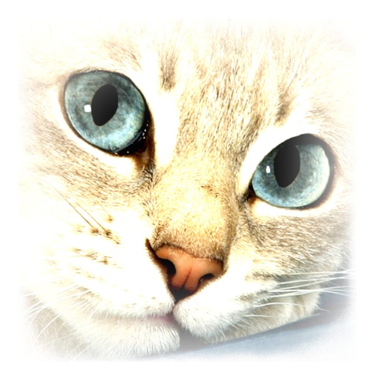 Treatment Option for Feline Oral Squamous Cell Carcinomas
