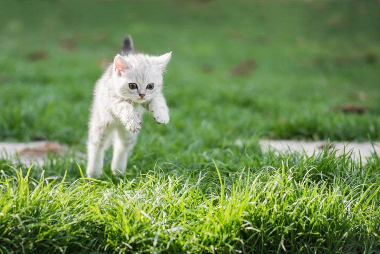Neurologic Symptoms Need Immediate Veterinary Care