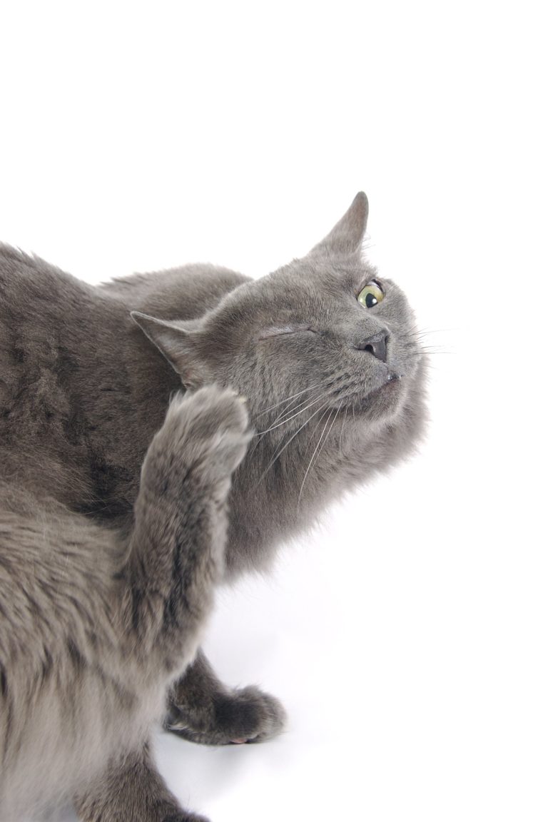 When Ear Mites Strike
