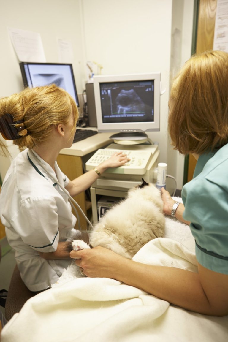 Kidney Disease Early