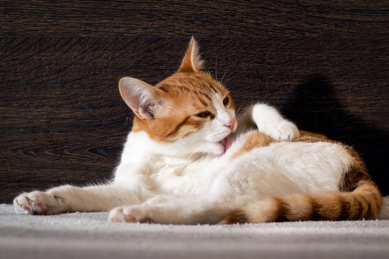 Licking Off Patches of Hair