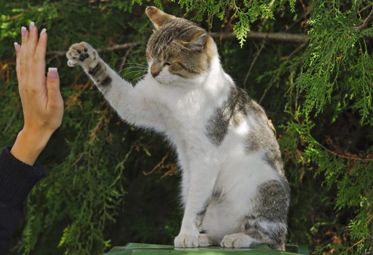 Teach Your Cat by Shaping Behavior