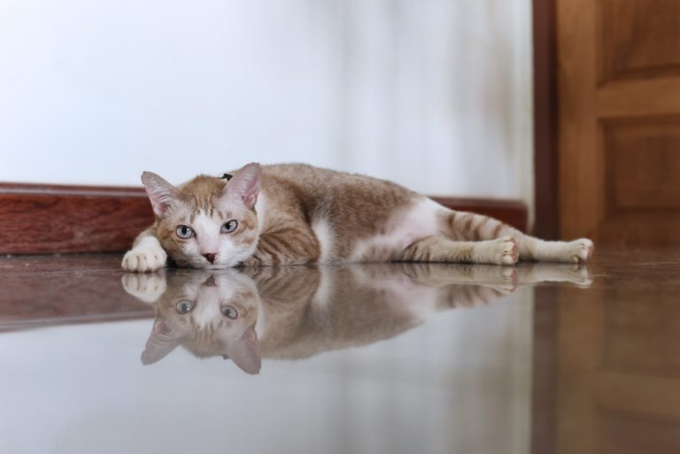 When Kitty Battles Dementia
