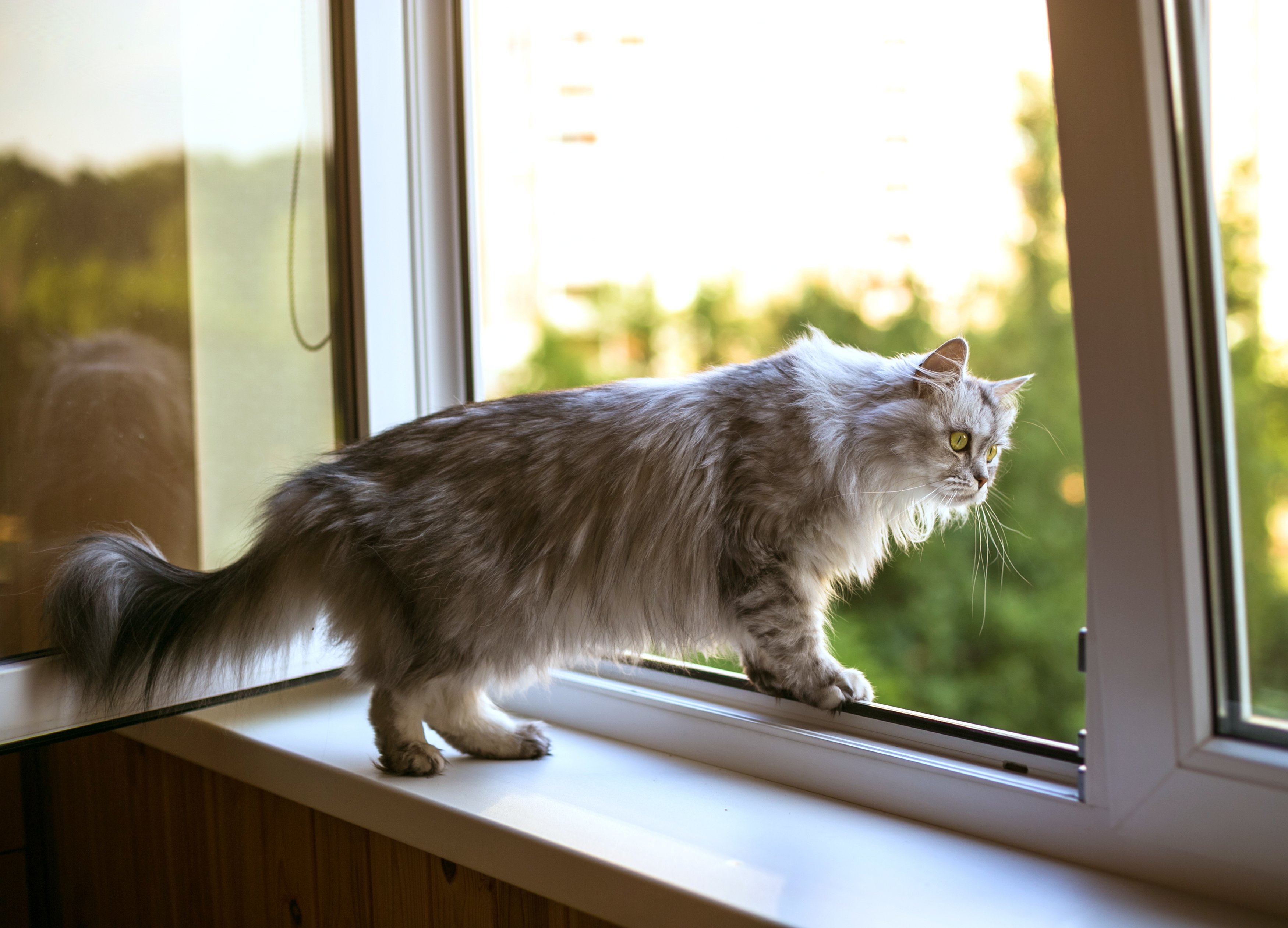 Indoor cats