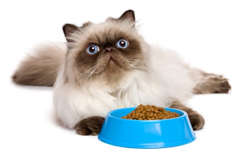 Cat-Food Roulette